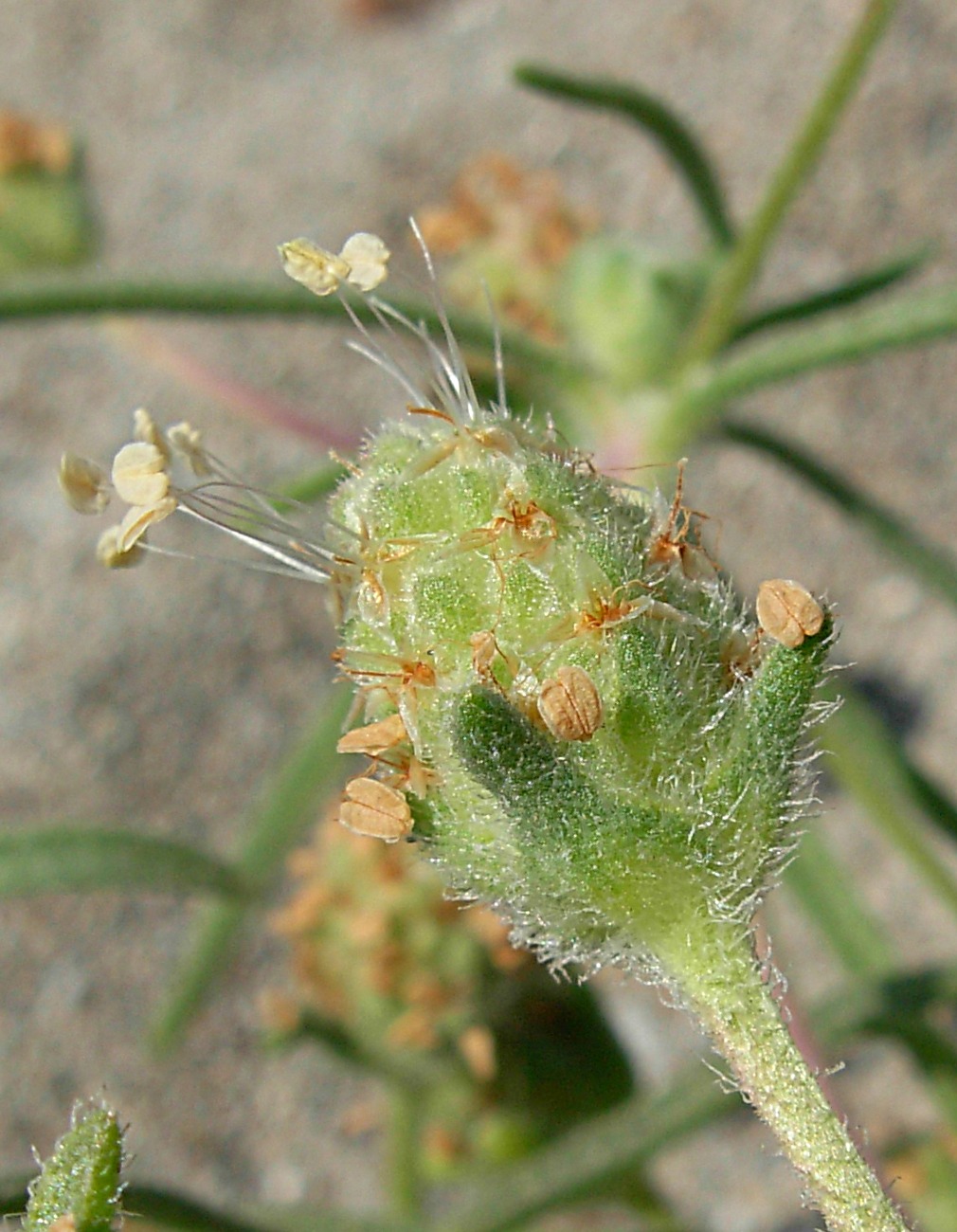 Plantago arenaria Waldst. & Kit. / Piantaggine ramosa